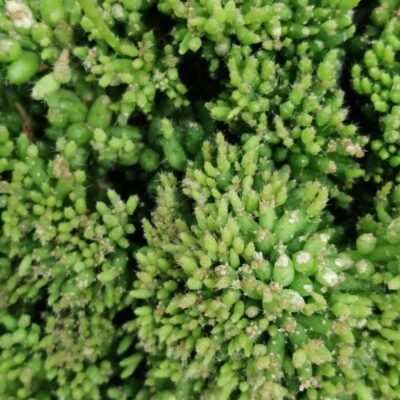 Rhipsalis mesembryanthemoides