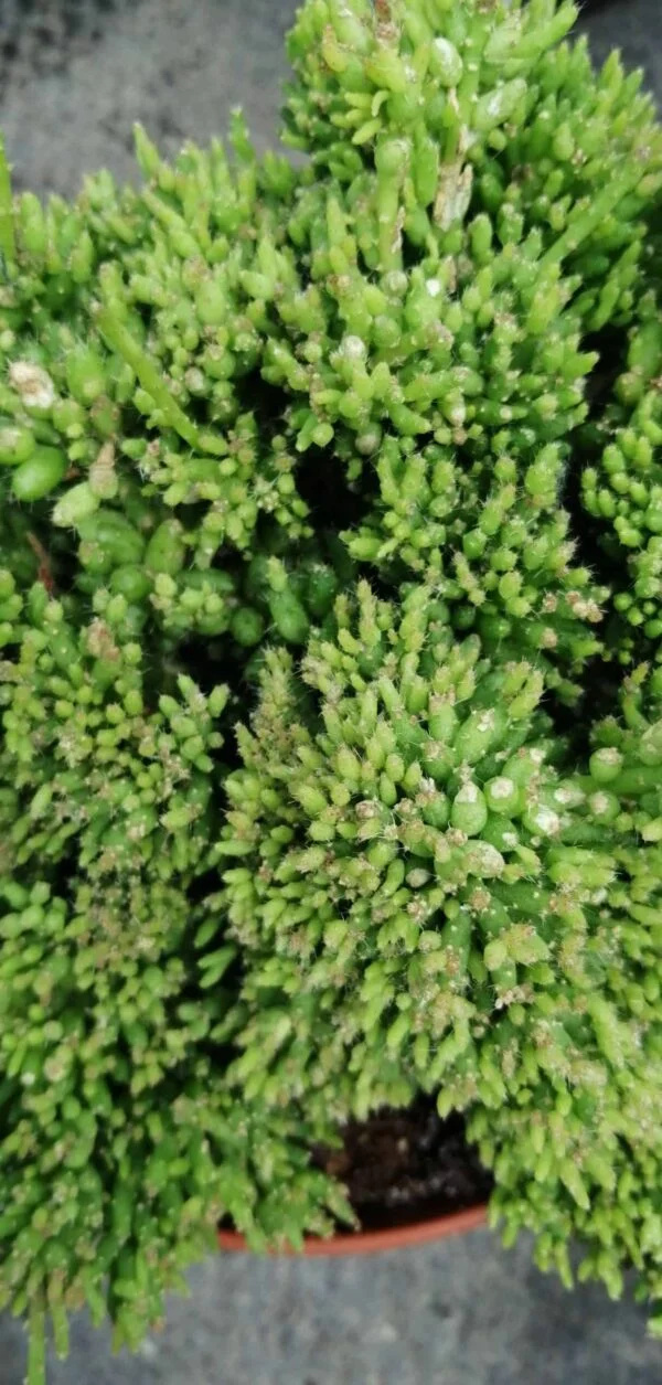 Rhipsalis mesembryanthemoides, pianta da interno