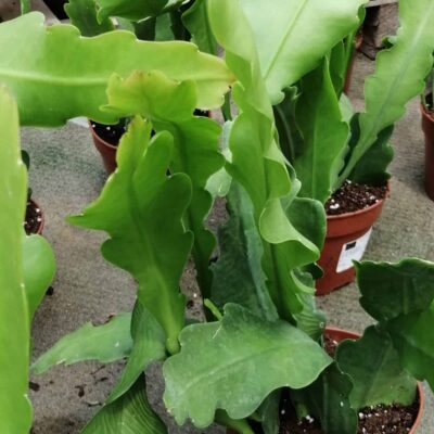 Epiphyllum Beavertail