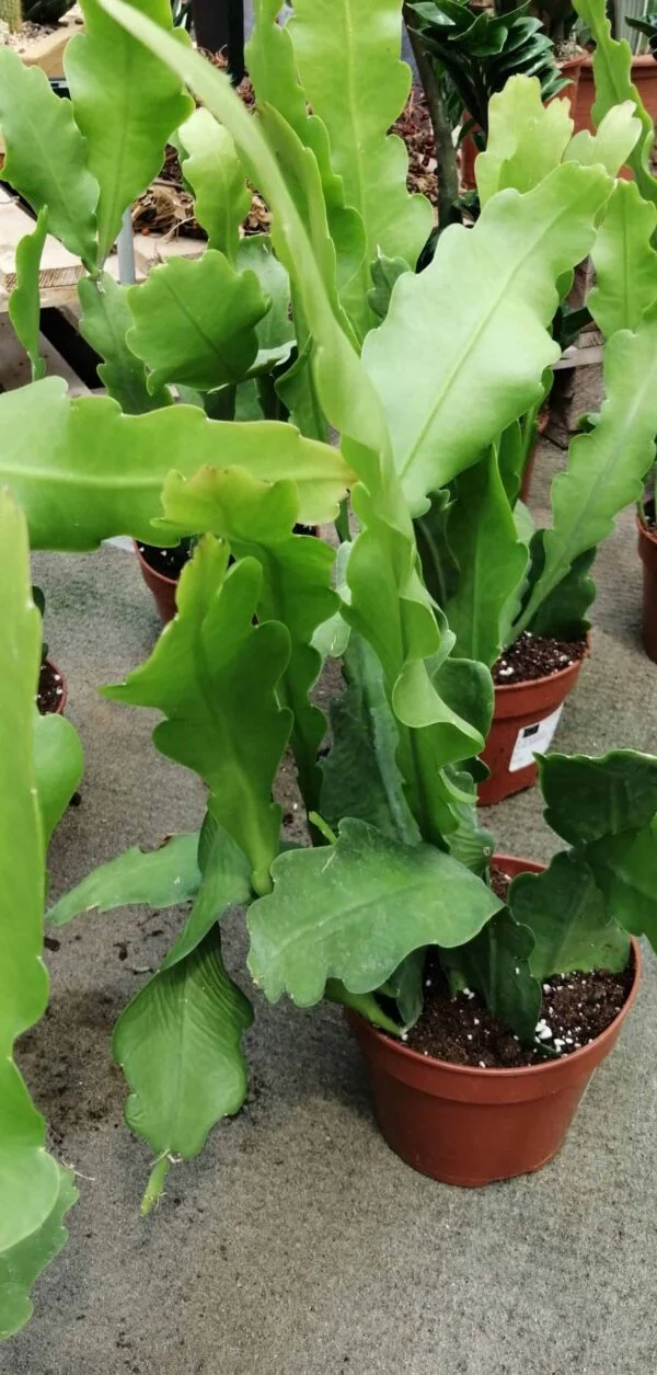 Epiphyllum Beavertail, pianta da interno