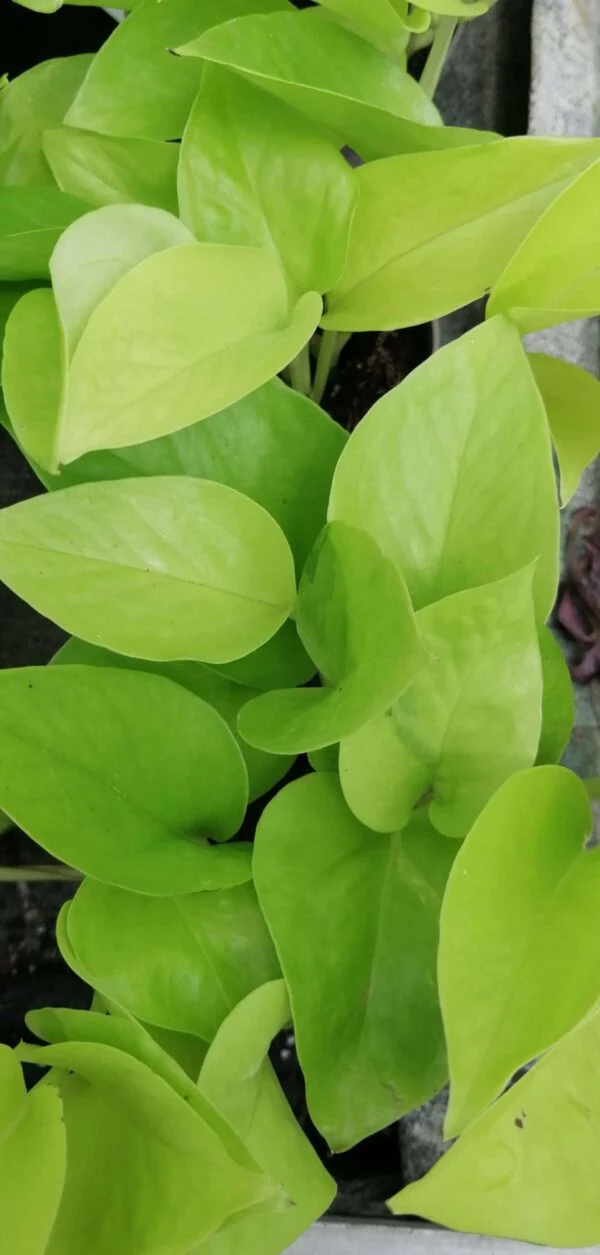 Pothos Neon sin. Epipremnum aureum Neon, foto 3