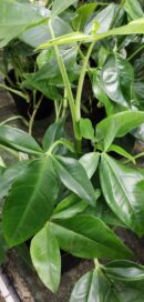 Syngonium podophyllum Trileaf wonder