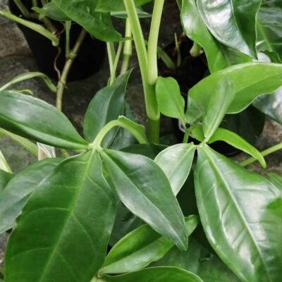 Syngonium podophyllum Trileaf wonder