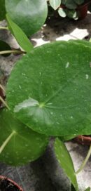 Pilea peperomioides White Splash