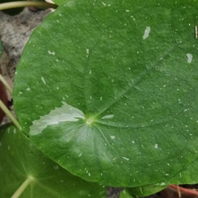 Pilea peperomioides White Splash