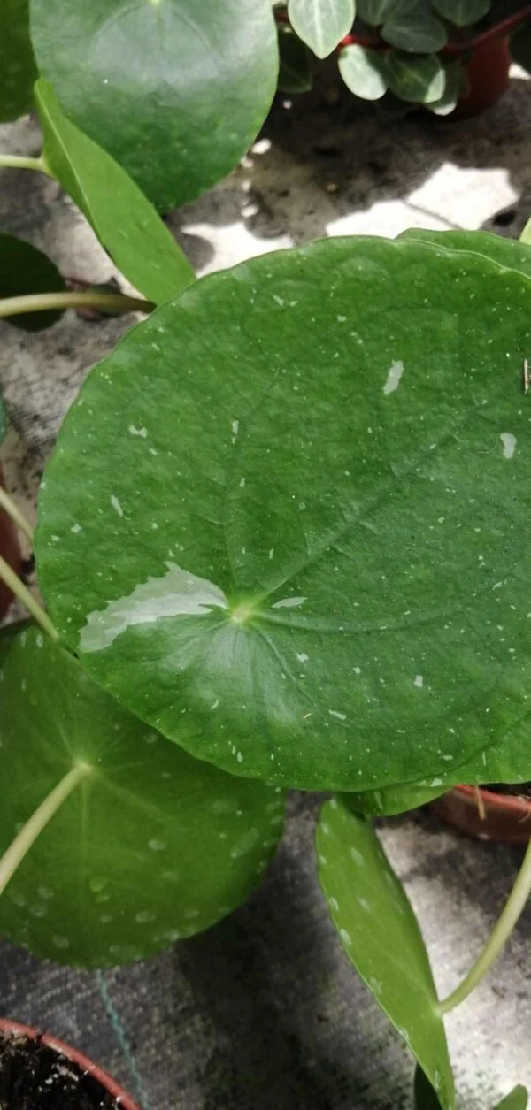 Pilea peperomioides White Splash, pianta da interno