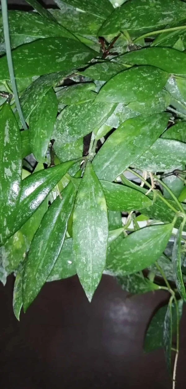 Hoya memoria gracilis, foto 3