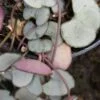 Ceropegia woodii Silver Glory, pianta da interno