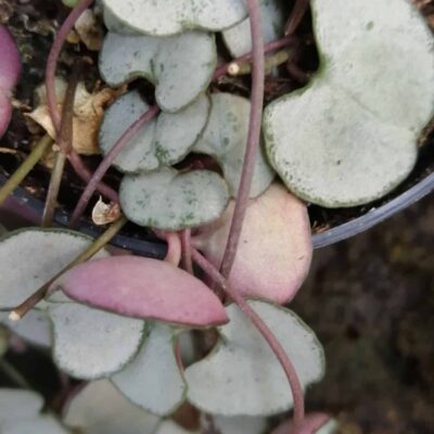 Ceropegia woodii Silver Glory