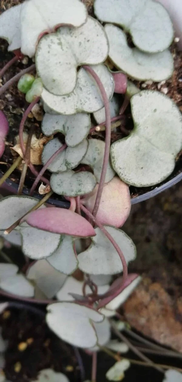 Ceropegia woodii Silver Glory, pianta da interno