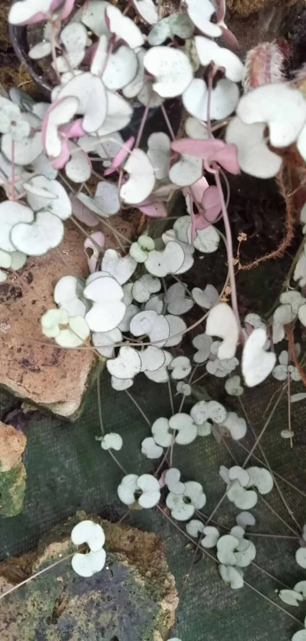 Ceropegia woodii Silver Glory, foto 2