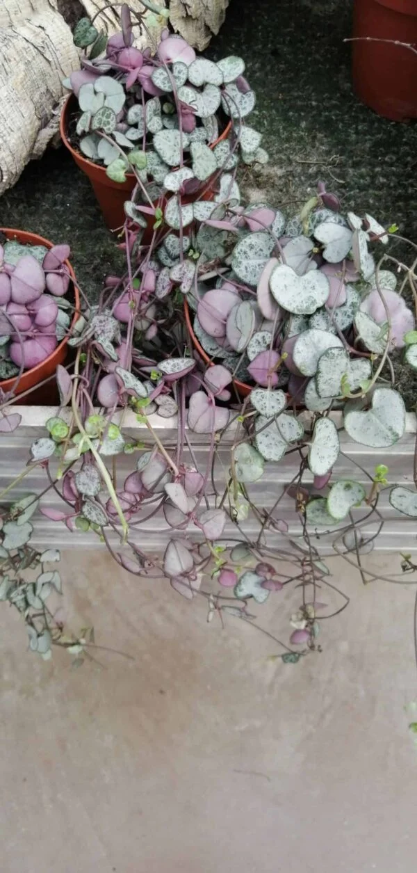 Ceropegia woodii ‘variegata’ big plant, foto 3