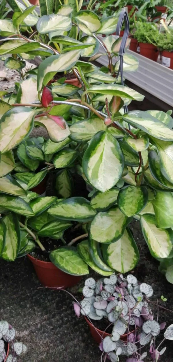 Hoya australis ssp.tenuipes Lisa, foto 4