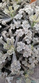 Kalanchoe turbiflora Mother of Millions