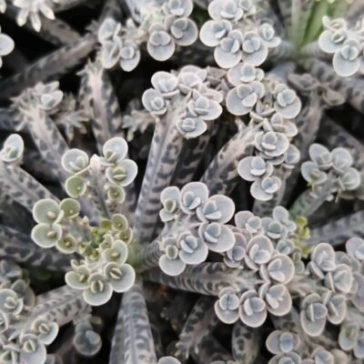 Kalanchoe turbiflora Mother of Millions