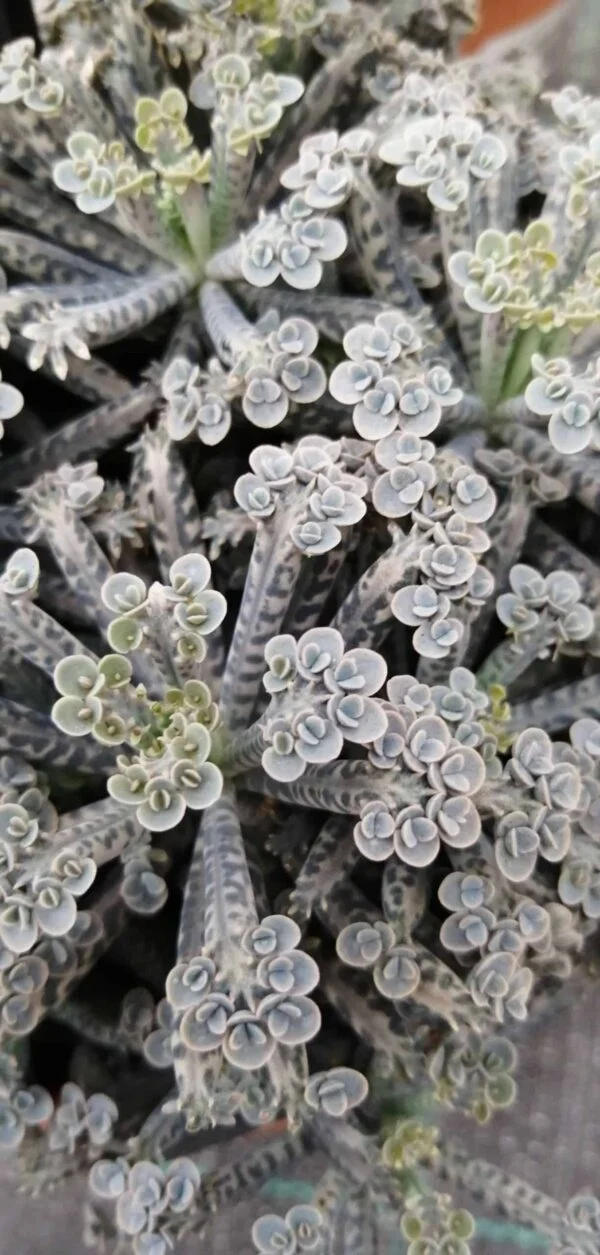 Kalanchoe tubiflora Mother of Millions, pianta da interno