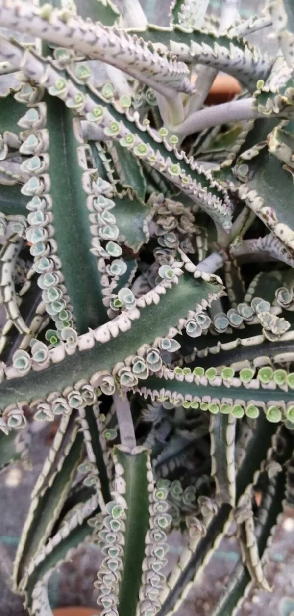 Kalanchoe tubiflora Mother of Millions, foto 2