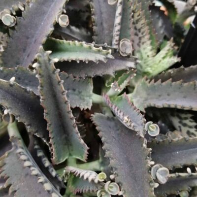 Kalanchoe daigremontiana Alligator