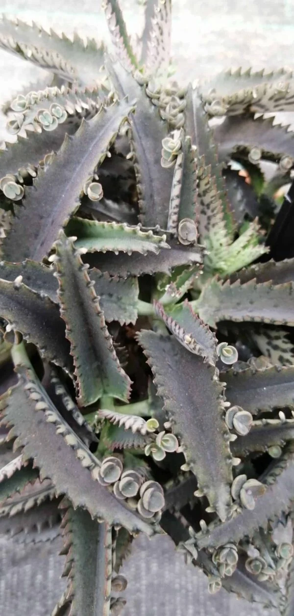 Kalanchoe Octopus, pianta da interno