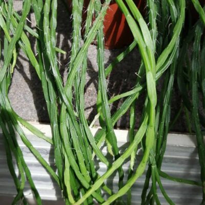 Rhipsalis paradoxa minor chain cactus