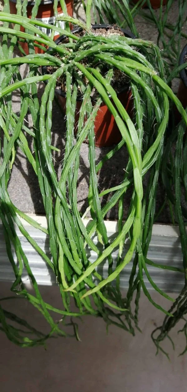 Rhipsalis paradoxa minor chain cactus, pianta da interno