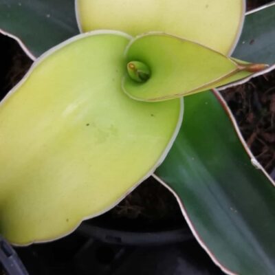 Sansevieria Star Canary