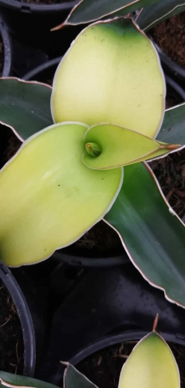 Sansevieria Star Canary, pianta da interno