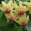 Hoya densifolia pianta giovane, pianta da interno