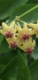 Hoya densifolia