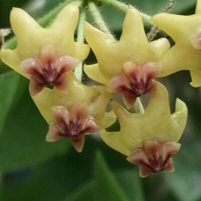 Hoya densifolia
