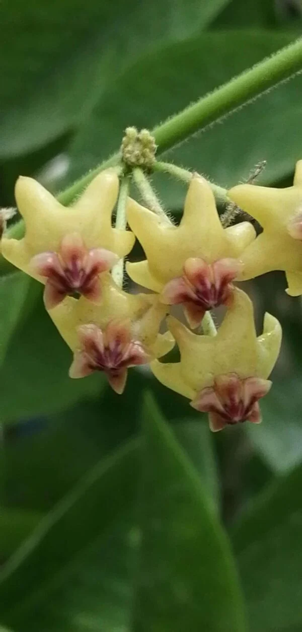 Hoya densifolia pianta giovane, pianta da interno
