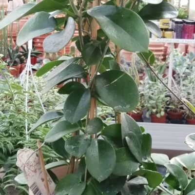 Hoya australis R.Brown