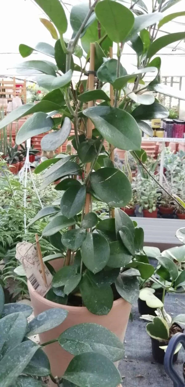 Hoya australis R.Brown, pianta da interno