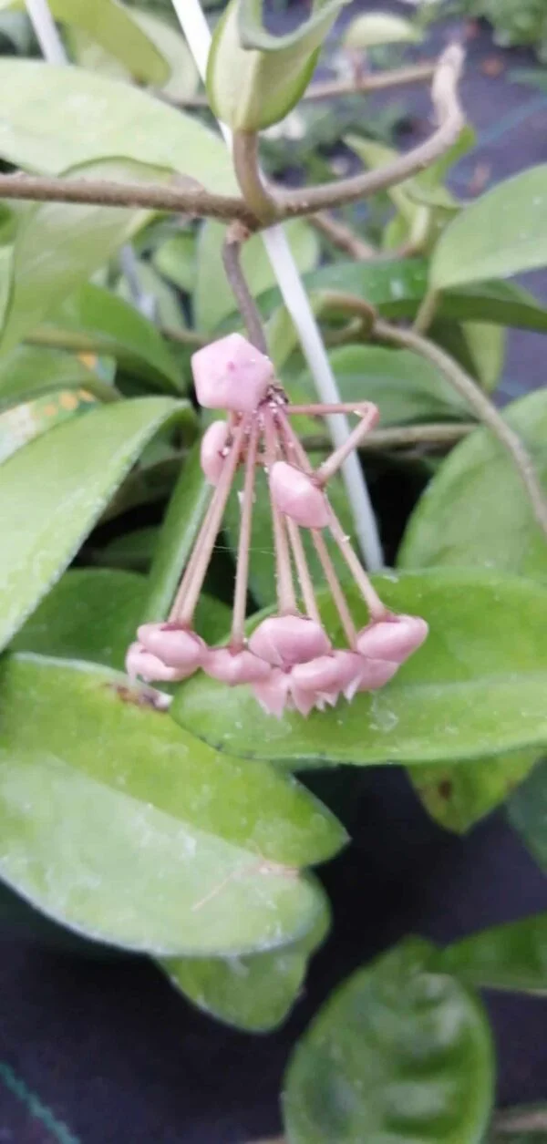 Hoya carnosa R. Brown, foto 2