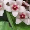 Hoya davidcummingii, Kloppenburg, foto 3