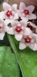Hoya carnosa R. Brown