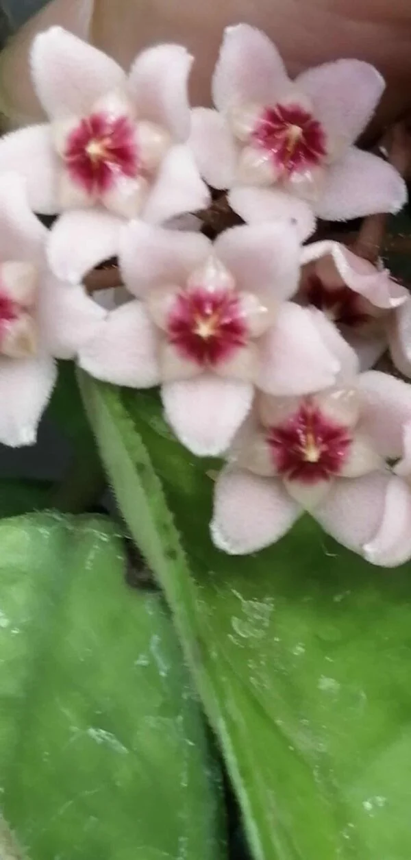 Hoya davidcummingii, Kloppenburg, foto 3