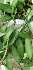 Hoya davidcummingii, Kloppenburg