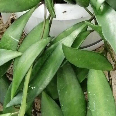 Hoya davidcummingii, Kloppenburg