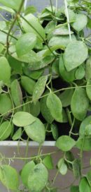 Hoya diptera, Seeman