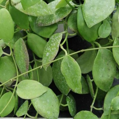 Hoya diptera, Seeman