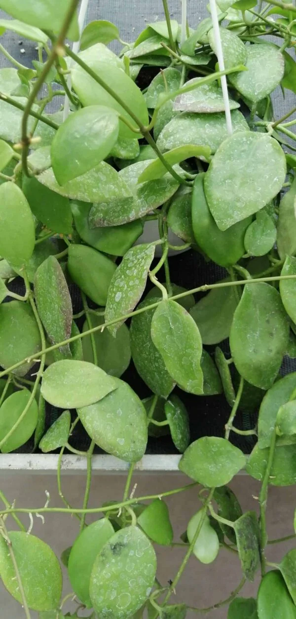 Hoya diptera, Seemann, pianta da interno