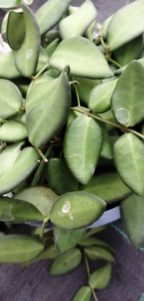 Hoya burtoniae, Hoya DS-70, foto 6