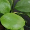 Hoya lucardenasiana, pianta da interno