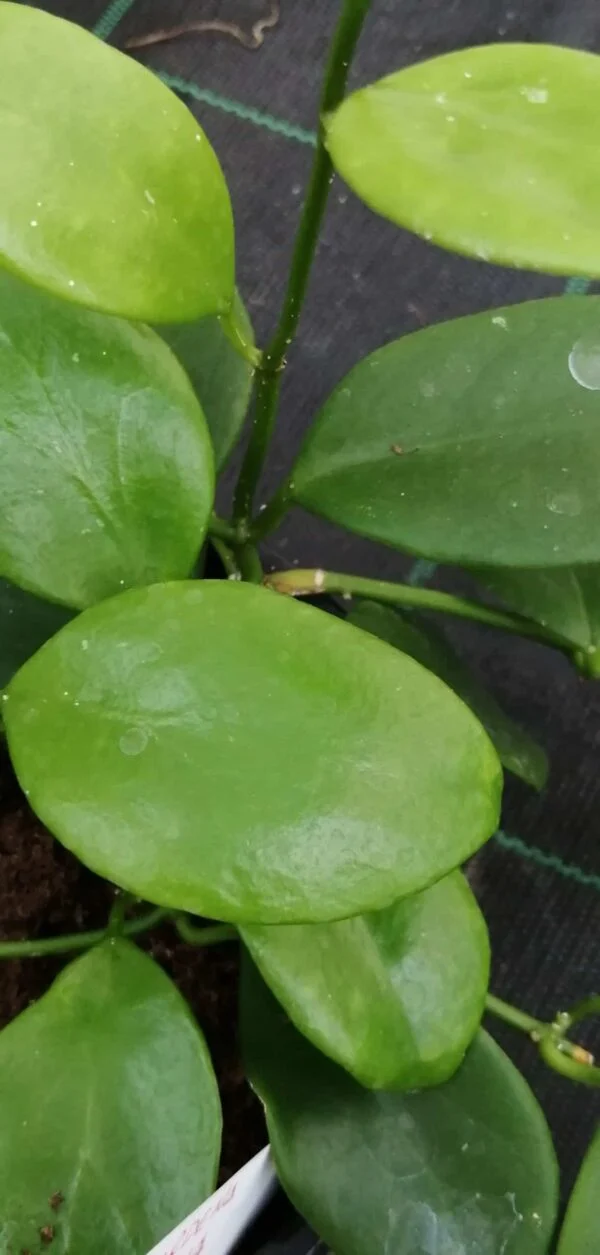 Hoya lucardenasiana, pianta da interno