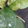 Hoya fungii, Merrill, pianta da interno