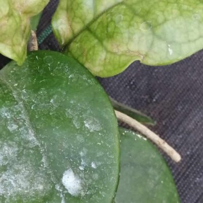 Hoya fungii , Merrill