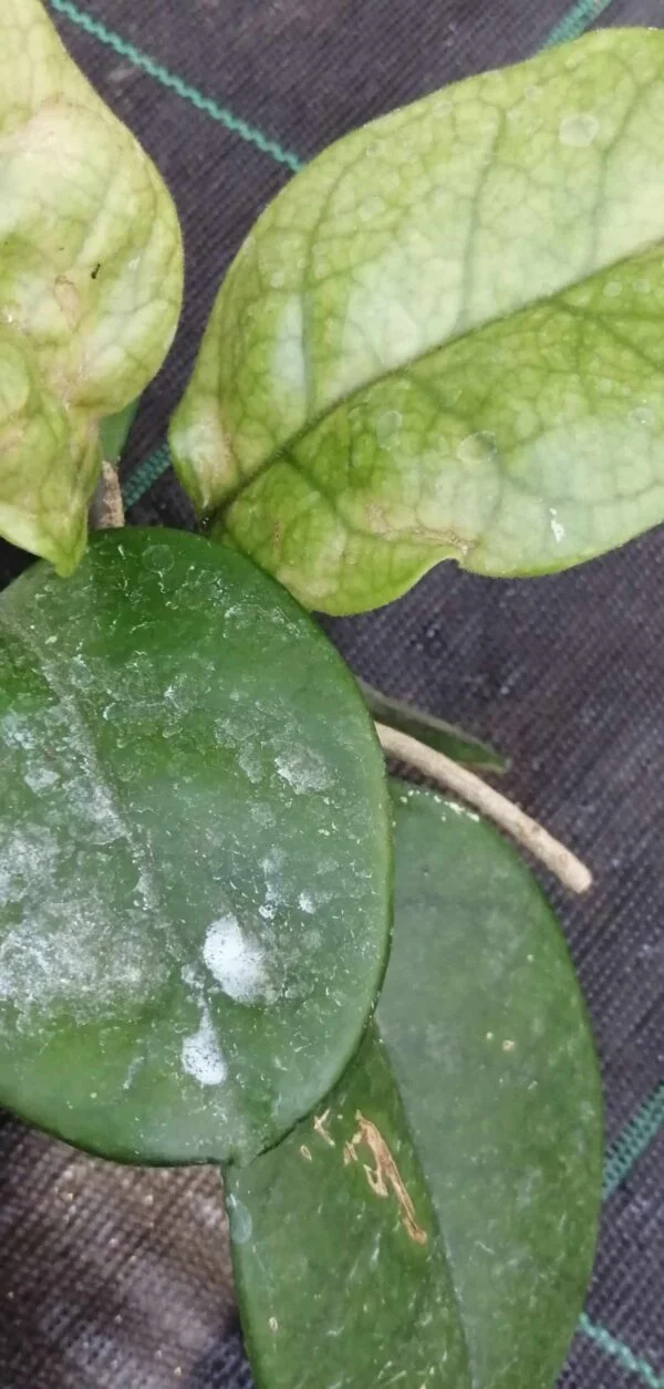 Hoya fungii, Merrill, pianta da interno
