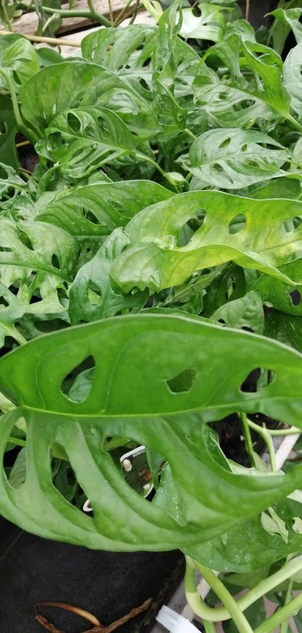 Philodendron monstera adansonii, Monkey Mask, pianta da interno
