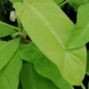 Philodendron Malay Gold, pianta da interno
